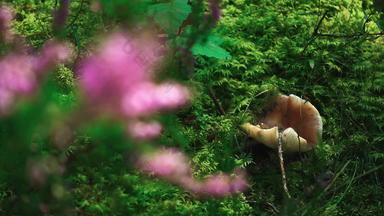 鸡油菌蘑菇明亮的绿色草森林野生动物植物